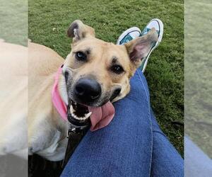 *FAWN - Female Labrador Retriever-Unknown Mix Dog for Adoption - Photo #2