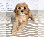 Small #2 Cavapoo
