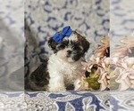 Small Photo #6 Shih Tzu Puppy For Sale in KIRKWOOD, PA, USA