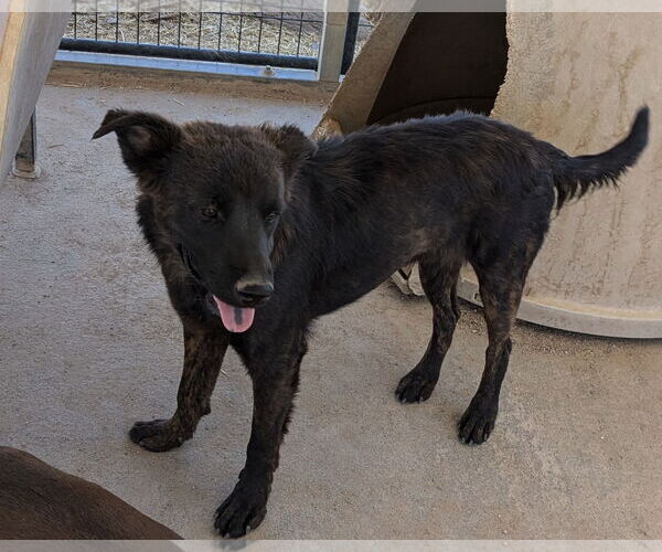 Medium Photo #4 American Water Spaniel-Unknown Mix Puppy For Sale in Golden Valley, AZ, USA