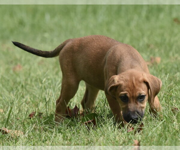 Medium Photo #7 Australian Shepherd-Beagle Mix Puppy For Sale in Mechanicsburg, PA, USA