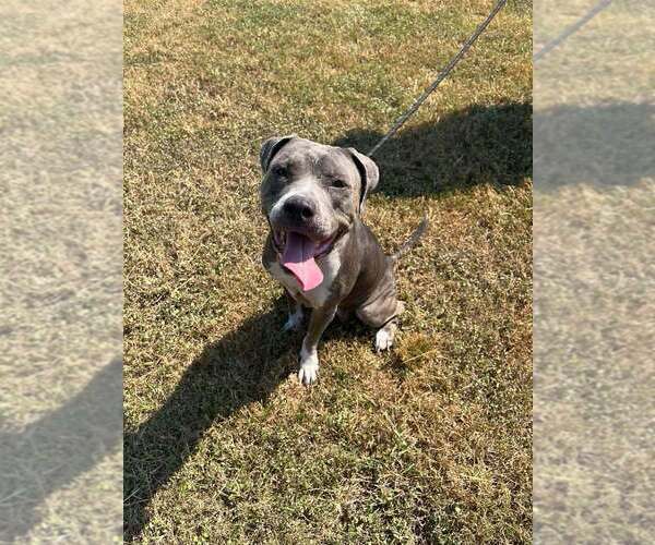 Medium Photo #2 Mutt Puppy For Sale in Abbeville, LA, USA