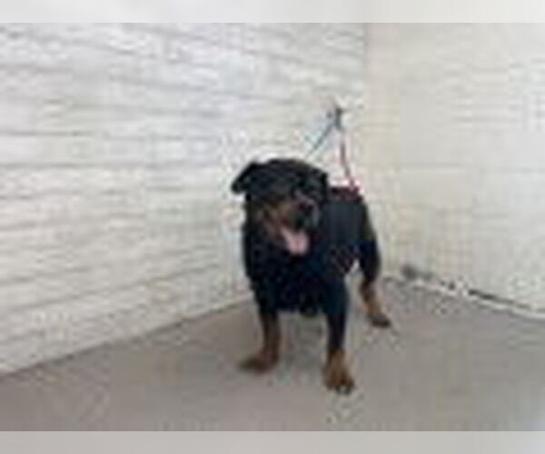 Medium Photo #1 Rottweiler Puppy For Sale in San Bernardino, CA, USA