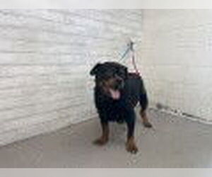 Rottweiler Dogs for adoption in San Bernardino, CA, USA