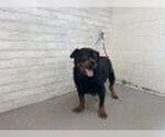 Small Rottweiler