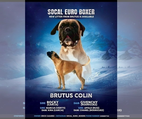 Medium Photo #1 Boxer Puppy For Sale in ONTARIO, CA, USA