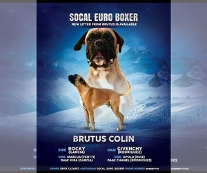 Father of the Boxer puppies born on 12/02/2025