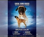 Small Photo #1 Boxer Puppy For Sale in ONTARIO, CA, USA