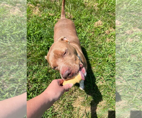 Medium Photo #53 American Pit Bull Terrier-Unknown Mix Puppy For Sale in Germantown, OH, USA