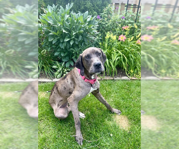 Medium Photo #7 Great Dane Puppy For Sale in Wheaton, IL, USA