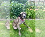 Small #6 Great Dane