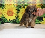 Marbles - Male Poodle (Toy) Puppy for Sale - Photo #38