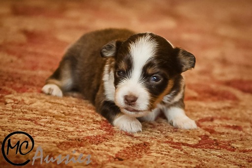 Medium Photo #3 Miniature Australian Shepherd Puppy For Sale in OAKLEY, KS, USA