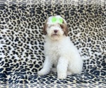 Small #2 Poodle (Miniature)