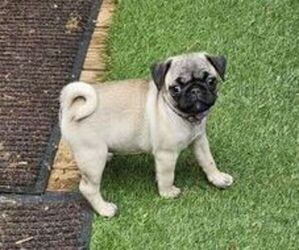 Pug Puppy for sale in KNOXVILLE, TN, USA