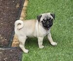 Small Photo #1 Pug Puppy For Sale in KNOXVILLE, TN, USA