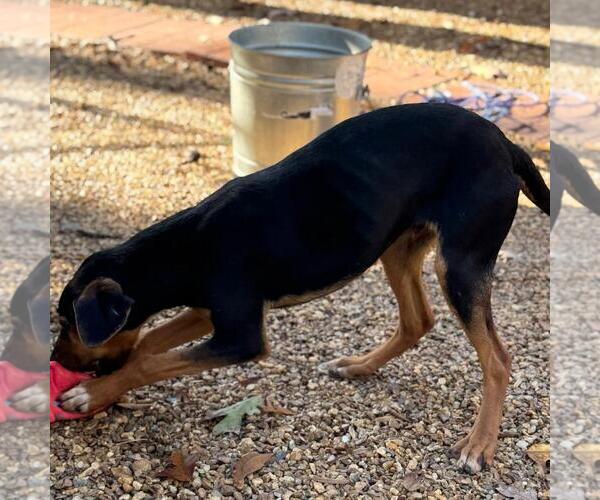Medium Photo #7 Mutt Puppy For Sale in Yardley, PA, USA