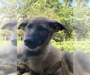 German Shepherd Dog Puppy for sale in MOSCOW, TN, USA