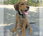 Small #2 Retriever  Mix
