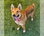Small #11 Carolina Dog Mix