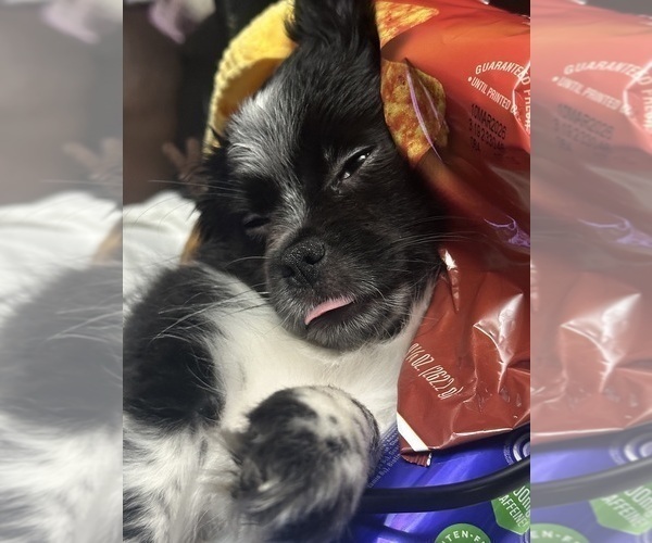 Medium Photo #1 Chiranian Puppy For Sale in OAK GROVE, KY, USA