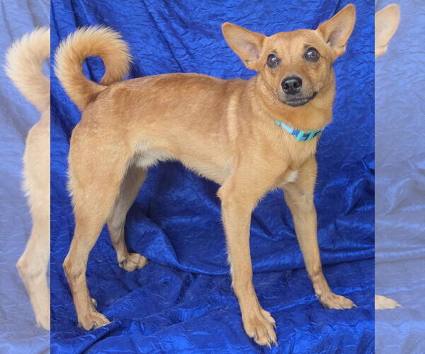 Medium Photo #2 Chihuahua-Unknown Mix Puppy For Sale in Cuba, NY, USA
