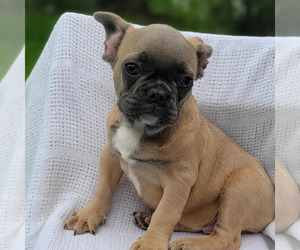 French Bulldog Puppy for sale in TAMPA, FL, USA