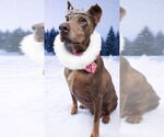 Small Doberman Pinscher