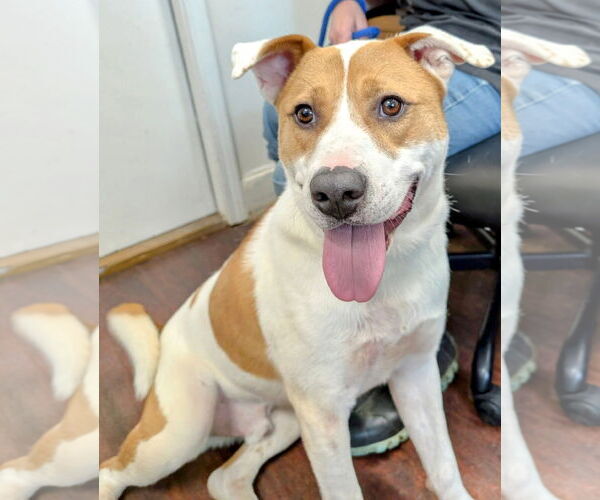 Medium Photo #16 Labrador Retriever-Unknown Mix Puppy For Sale in Rockaway, NJ, USA