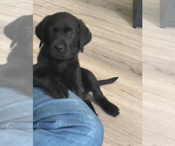 Medium Photo #7 Labrador Retriever Puppy For Sale in PLANO, TX, USA