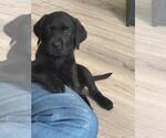 Small #6 Labrador Retriever
