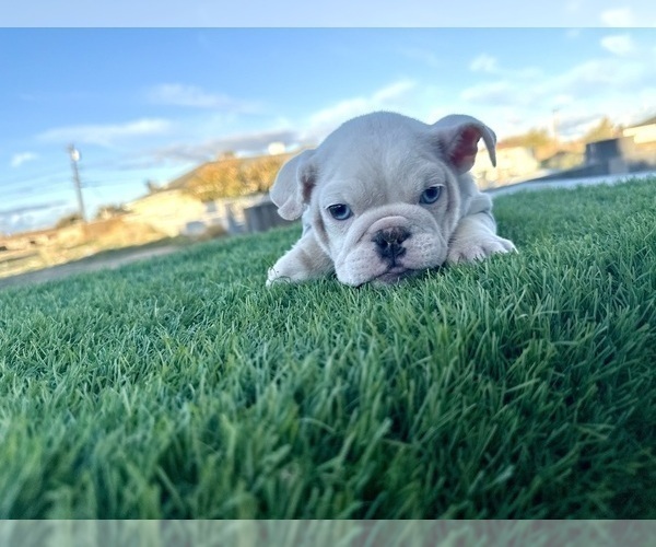Medium Photo #3 English Bulldog Puppy For Sale in UNIVERSAL CITY, CA, USA