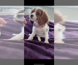 Cavalier King Charles Spaniel Puppy for sale in DENVER, CO, USA