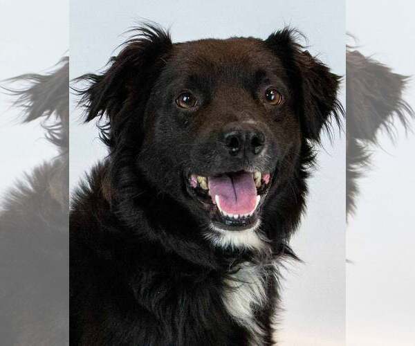 Medium Photo #1 Border Collie-Retriever  Mix Puppy For Sale in Kennesaw, GA, USA