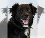 Small Border Collie-Retriever  Mix