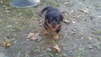Small Photo #6 Rottweiler Puppy For Sale in ADEL, IN, USA