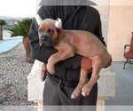 Small Photo #12 Cane Corso Puppy For Sale in APPLE VALLEY, CA, USA