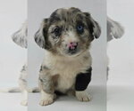Small Australian Shepherd Mix