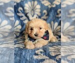 Small Photo #6 Maltipoo Puppy For Sale in ATGLEN, PA, USA