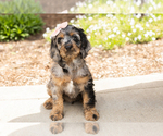 Small #2 Cocker Spaniel-Poodle (Miniature) Mix