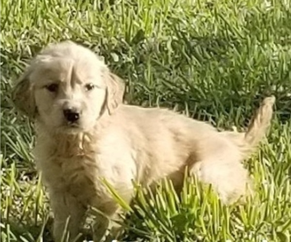 Medium Photo #2 Golden Retriever Puppy For Sale in HAGERMAN, ID, USA