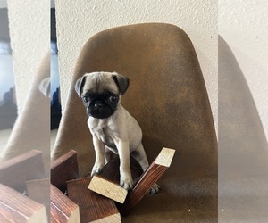 Pug Puppy for Sale in TEMPE, Arizona USA