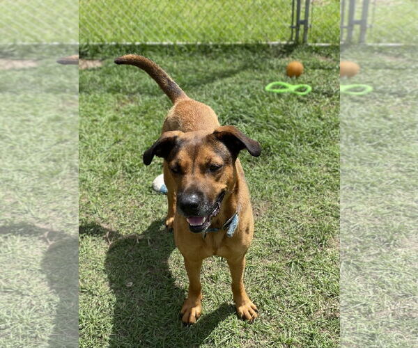 Medium Photo #2 American Bulldog-German Shepherd Dog Mix Puppy For Sale in Tarrytown, GA, USA