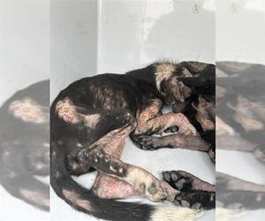 German Shepherd Dog-Unknown Mix Dogs for adoption in Houston, TX, USA