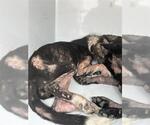 A663447 - Female German Shepherd Dog-Unknown Mix Dog for Adoption - Small photo