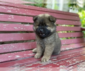 Chow Chow Puppy for sale in DRUMMONDS, TN, USA
