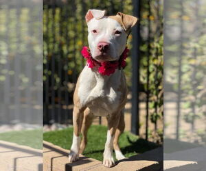 American Pit Bull Terrier-Unknown Mix Dogs for adoption in Redlands, CA, USA