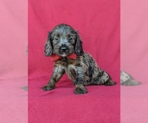 Cock-A-Poo Puppy for sale in KIRKWOOD, PA, USA