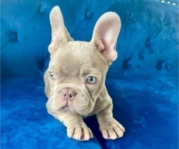 Medium Photo #17 French Bulldog Puppy For Sale in CARLSBAD, CA, USA