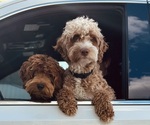 Small #6 Goldendoodle (Miniature)